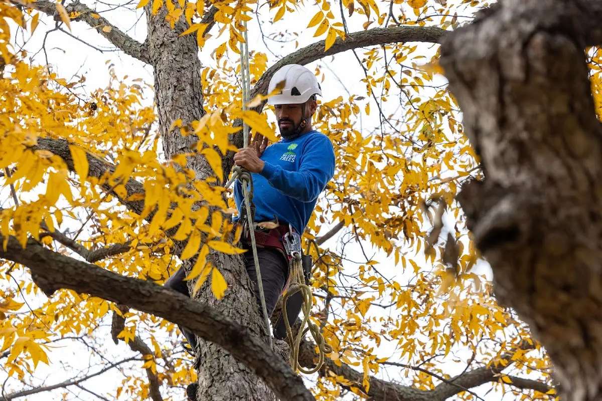 Skilled Tree Trimming crew working in Beasley