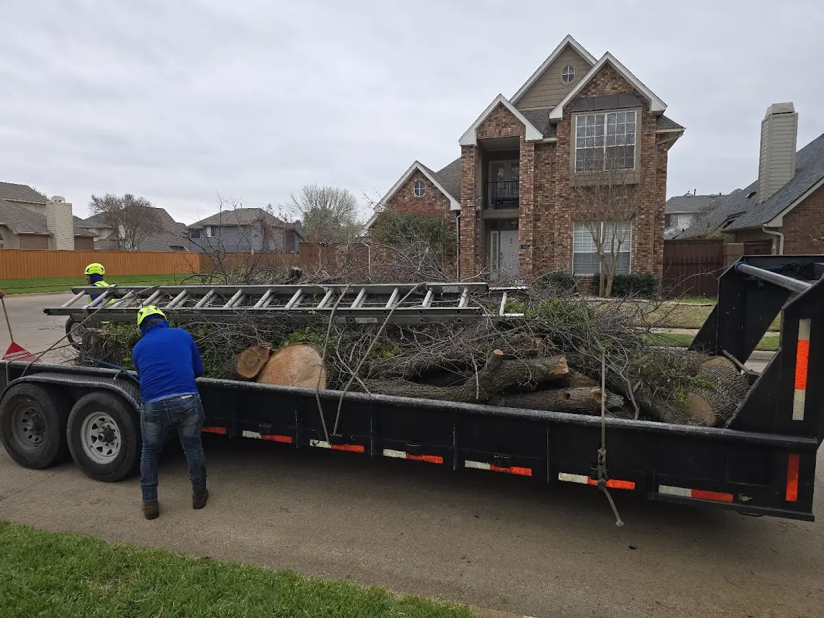 Expert Tree Removal with proper safety equipment in Beasley